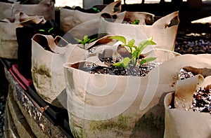 Seedlings Growing in Grow Bags