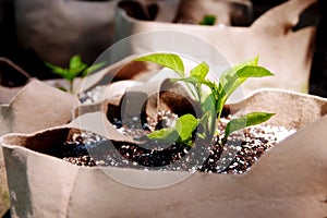 Seedlings Growing in Grow Bags Close-Up