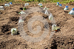 Seedlings growing in plastic bottles as hotbeds