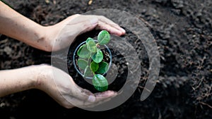 Seedlings growing in pots while the woman`s hand was about to plant in the fertile soil