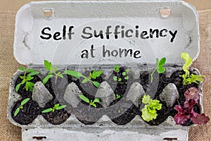 Seedlings growing in reused egg box with hand written sign, self sufficiency at home