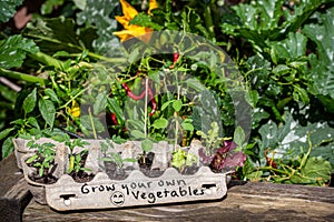 Seedlings growing in reused egg box on side of raised vegetable garden with hand written sign, grow your own vegetables