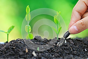 Seedlings are grown from the ground and Hand planting a seed in soil agriculture on natural green background, Growing plants