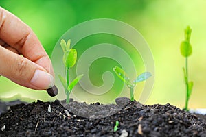 Seedlings are grown from the ground and Hand planting a seed in soil agriculture on natural green background, Growing plants