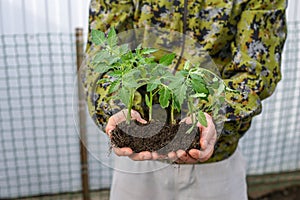 seedlings in the hands of a young man. guy gardener is going to plant seedlings in the garden