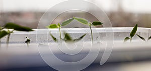 Seedlings at home. Close-up of young seedlings growing on the windowsill of a house. Concept of housekeeping, microgreens, growing