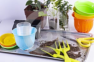 Seedlings and home garden tools. Home gardening and planting supplies with seedlings and flower pots