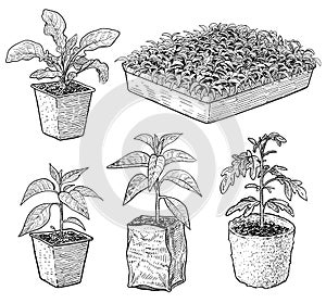 Seedlings illustration, drawing, engraving, ink, line art, vector