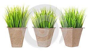 Seedlings isolated. Cardboard pot for growing plants with sprouts on white background.