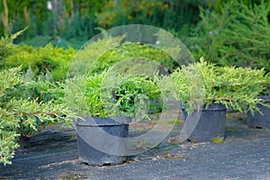 Seedlings of juniper bushes in pots in garden store spring. Nursery of various green spruce plants for gardening. Juniper bushes