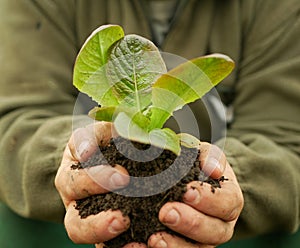 Seedlings lettuce leaves butterhead hand soil palms close-up wearing bio green Lactuca sativa vegetables gardening young