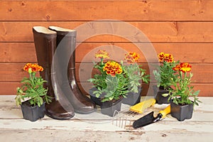 Seedlings marigold flowers, gardening tools and rubber boots on wooden background.