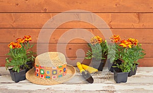 Seedlings marigold flowers, gardening tools and straw hat as a border on wooden background