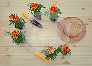 Seedlings marigold flowers, gardening tools and straw hat on wooden background