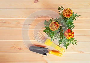 Seedlings marigold flowers and gardening tools on wooden background