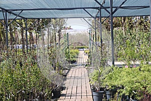 seedlings in the nursery, plants for sale and landscaping