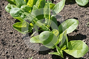 Seedlings of oleifinous spinach hatched out of the ground in a garden in a vegetable garden