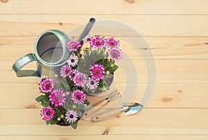 Seedlings of osteospermum african daisy flowers, watering can and gardening tools on wooden background