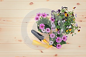 Seedlings of osteospermum african daisyand pansy flowers and gardening tools on wooden background