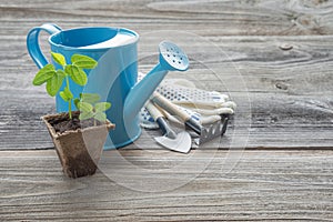 Seedlings in a peat pot and blue watering can