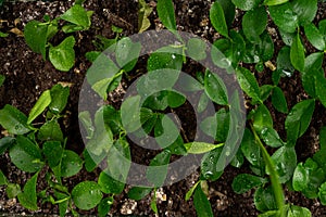 Seedlings in peat soil, background image. Copy paste