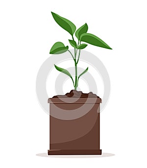 Seedlings of pepper plants in pots. Cultivation of garden plants. Plant care. Vector illustration