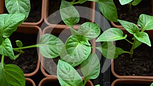 Seedlings of pepper in sowing boxes.