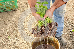 Seedlings of Peppers in hand of a men, ready to transplant