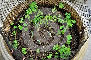 Seedlings of Petroselinum crispum and Allium schoenoprasum growing in the pot