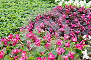 Seedlings of pink begonia. Growing multicolored begonia flower seedlings in modern hydroponic greenhouse