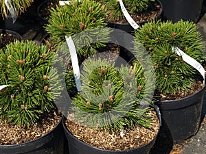 Pinus leucodermis 'Schmidtii'