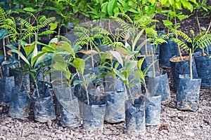 Seedlings plant in black plastic bag