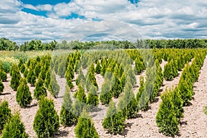 Seedlings Plantation Of Coniferous Bushes Thuja, Thuya Planted Rows