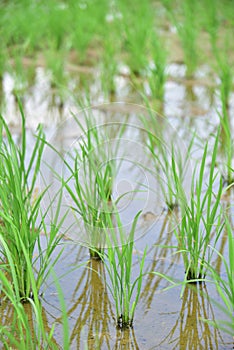 Seedlings planted in spring.