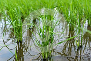 Seedlings planted in spring.