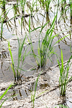 Seedlings planted in spring.