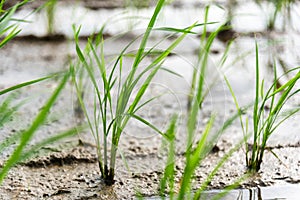 Seedlings planted in spring.