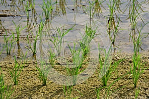 Seedlings planted in spring.