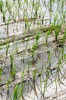 Seedlings planted in spring.