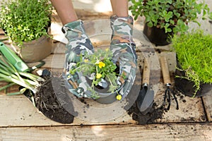 Seedlings, plants in pots and garden tools on the wooden table, green trees background - gardening concept