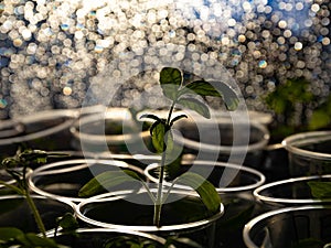 Seedlings in plastic cups on the window