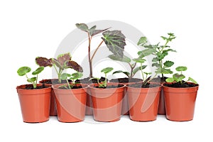 Seedlings in Plastic Pots