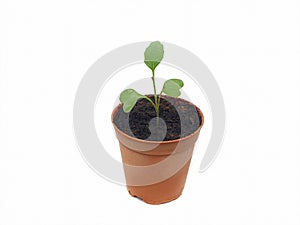 Seedlings in plastic pots isolated on white background