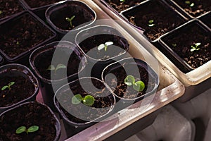 Seedlings in plastic rown in trays. urban microgreen farm on windowsill. organic early seed ling, small raw micro green