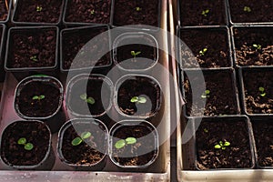 Seedlings in plastic rown in trays. urban microgreen farm on windowsill. organic early seed ling, small raw micro green