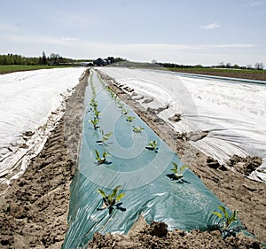 Seedlings pocking out of the plastic cover