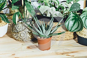 Seedlings in a pot. Different green plants in pots, shovels on the wooden table. Indoor garden, home gardening. Home interior