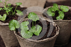 Seedlings in a pot. Seedlings in biodegradable pots. Green plants in peat pots. Baby plants sowing in small pots. Gardening at