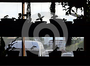 Seedlings in pot, Young plant in pot