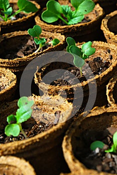 Seedlings in pots
